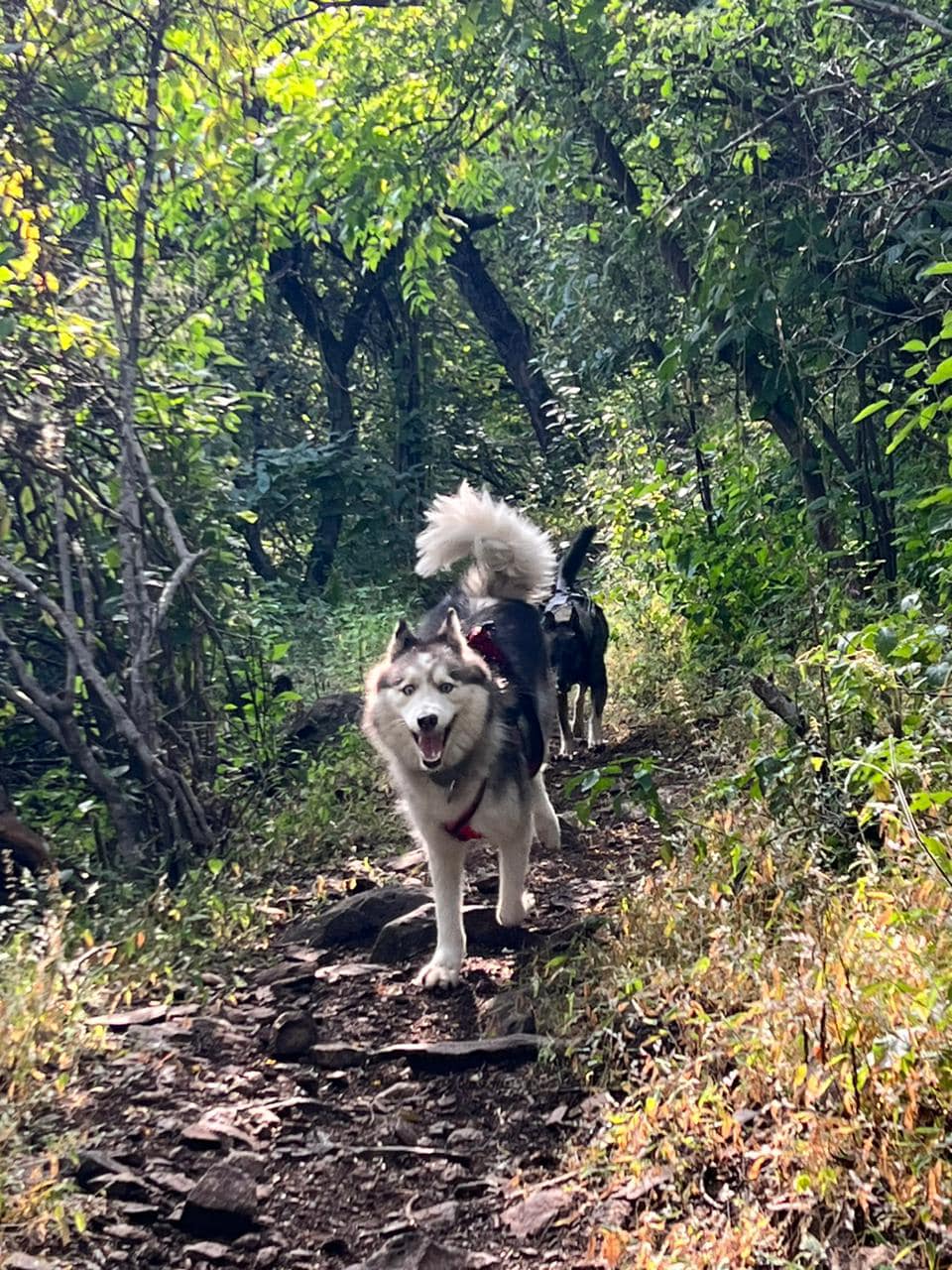 Dogs Trail bosque1
